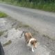 ROUGH COLLIE PUPS