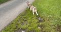 ROUGH COLLIE PUPS
