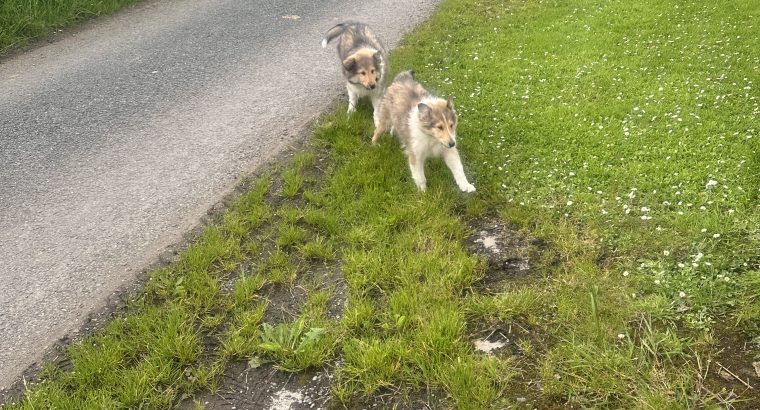 ROUGH COLLIE PUPS