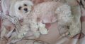 Beautiful Purebred Maltese Pup