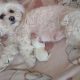 Beautiful Purebred Maltese Pup