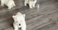 West highland terrier pups