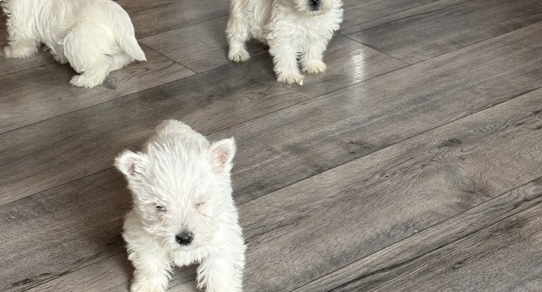 West highland terrier pups