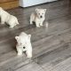 West highland terrier pups
