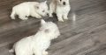 West highland terrier pups