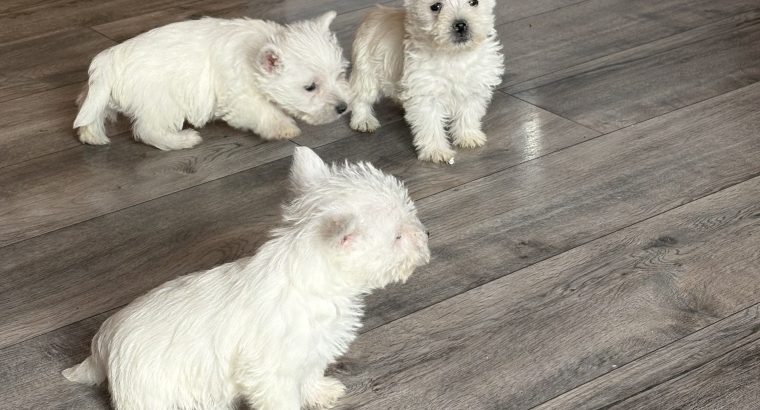 West highland terrier pups