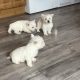 West highland terrier pups