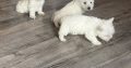 West highland terrier pups