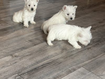 West highland terrier pups