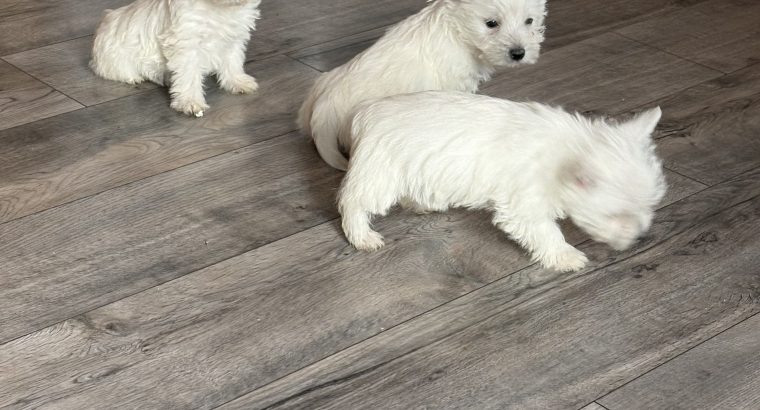 West highland terrier pups