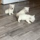 West highland terrier pups