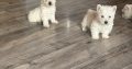 West highland terrier pups
