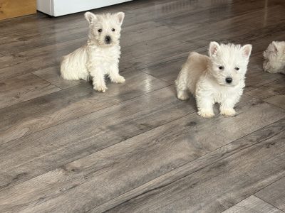 West highland terrier pups
