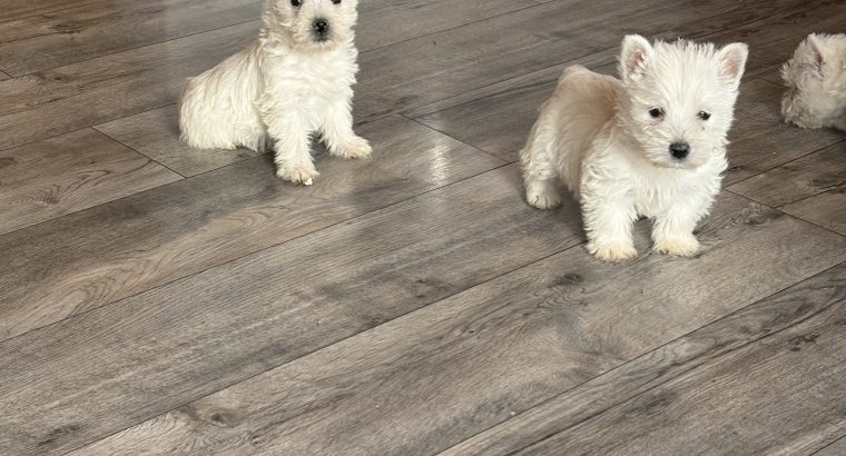West highland terrier pups