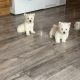 West highland terrier pups