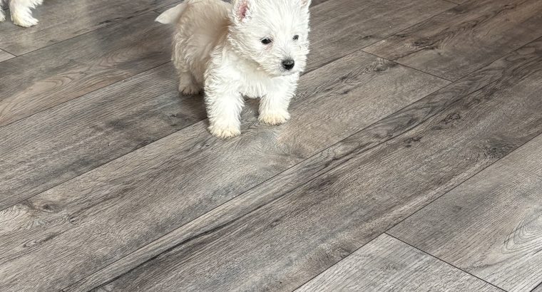 West highland terrier pups