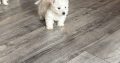 West highland terrier pups