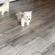 West highland terrier pups