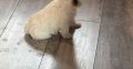 West highland terrier pups