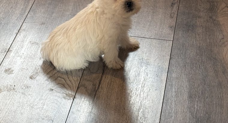 West highland terrier pups