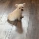 West highland terrier pups