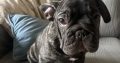 Gorgeous French Bulldogs Puppies looking for their new love home!