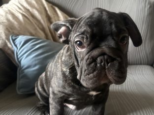 Gorgeous French Bulldogs Puppies looking for their new love home!