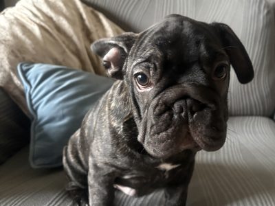Gorgeous French Bulldogs Puppies looking for their new love home!