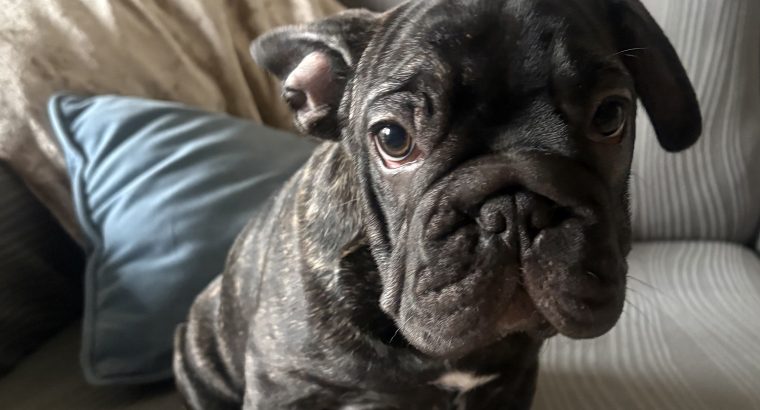 Gorgeous French Bulldogs Puppies looking for their new love home!