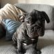 Gorgeous French Bulldogs Puppies looking for their new love home!