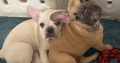 Gorgeous French Bulldogs Puppies looking for their new love home!