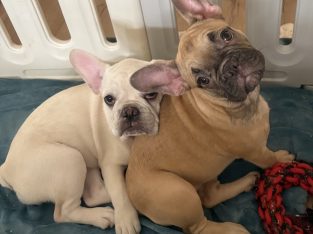 Gorgeous French Bulldogs Puppies looking for their new love home!