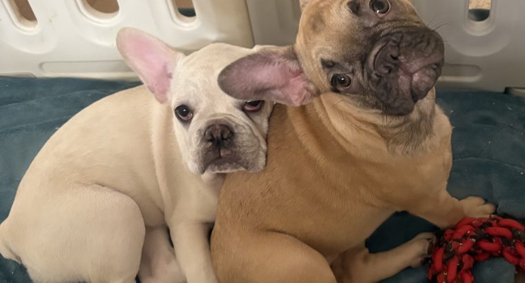 Gorgeous French Bulldogs Puppies looking for their new love home!