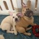 Gorgeous French Bulldogs Puppies looking for their new love home!