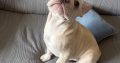 Gorgeous French Bulldogs Puppies looking for their new love home!