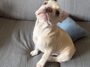 Gorgeous French Bulldogs Puppies looking for their new love home!