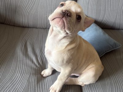 Gorgeous French Bulldogs Puppies looking for their new love home!