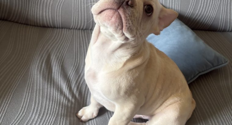 Gorgeous French Bulldogs Puppies looking for their new love home!