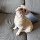 Gorgeous French Bulldogs Puppies looking for their new love home!