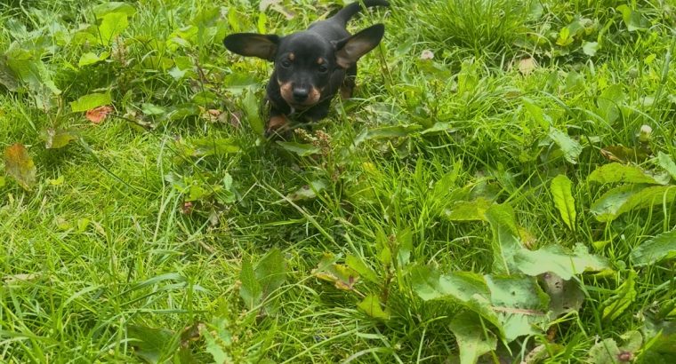 Dachshund puppies