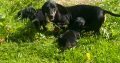 Dachshund puppies