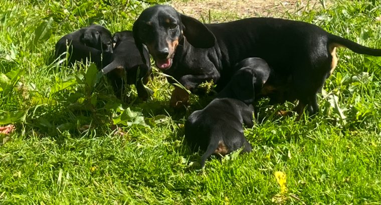 Dachshund puppies