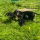 Dachshund puppies