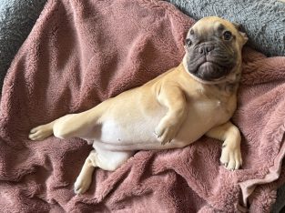 Gorgeous French Bulldogs Puppies looking for their new love home!