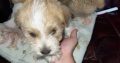 Bichon X Russell puppies
