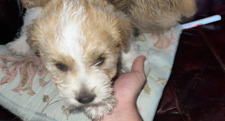 Bichon X Russell puppies