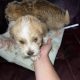 Bichon X Russell puppies