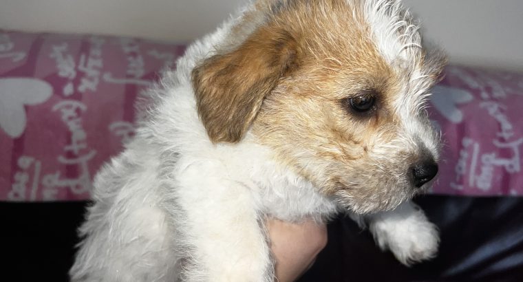 Bichon X Russell puppies