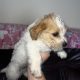 Bichon X Russell puppies