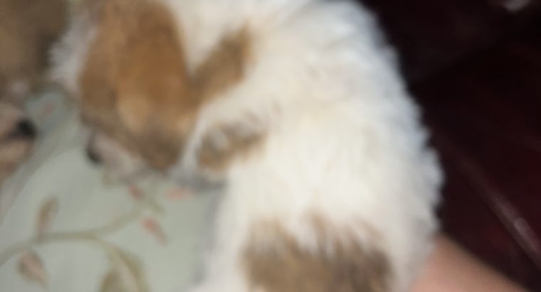 Bichon X Russell puppies